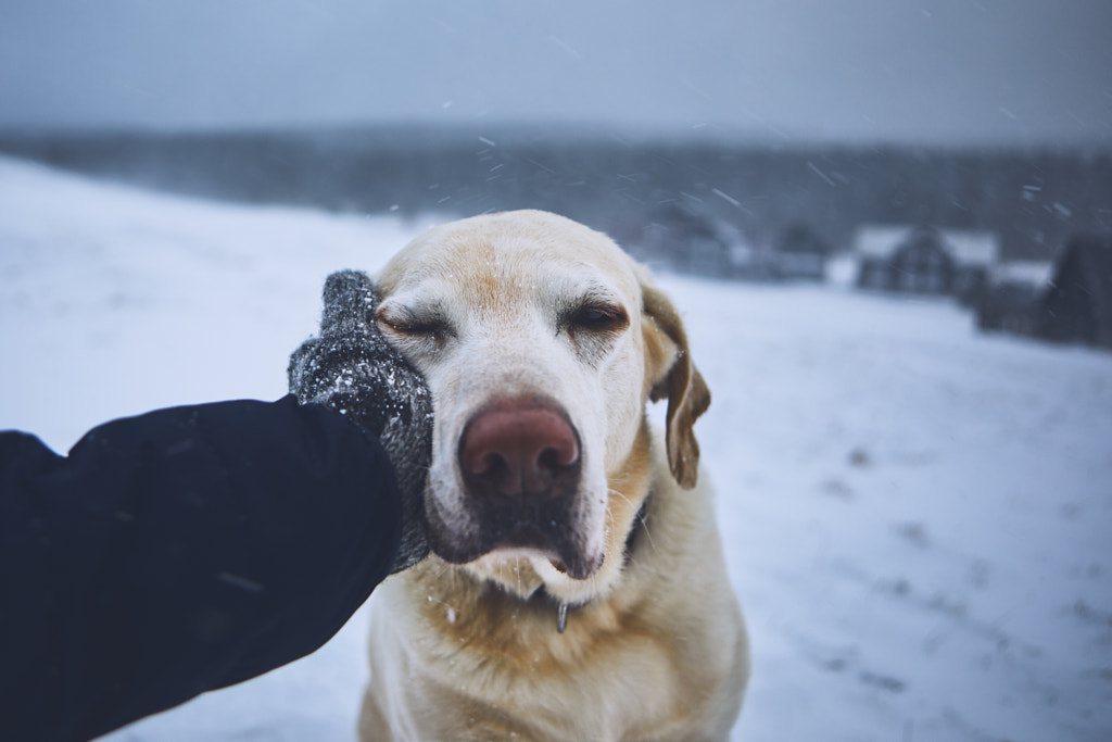 Friendship between pet owner and his dog by Jaromír Chalabala on 500px.com