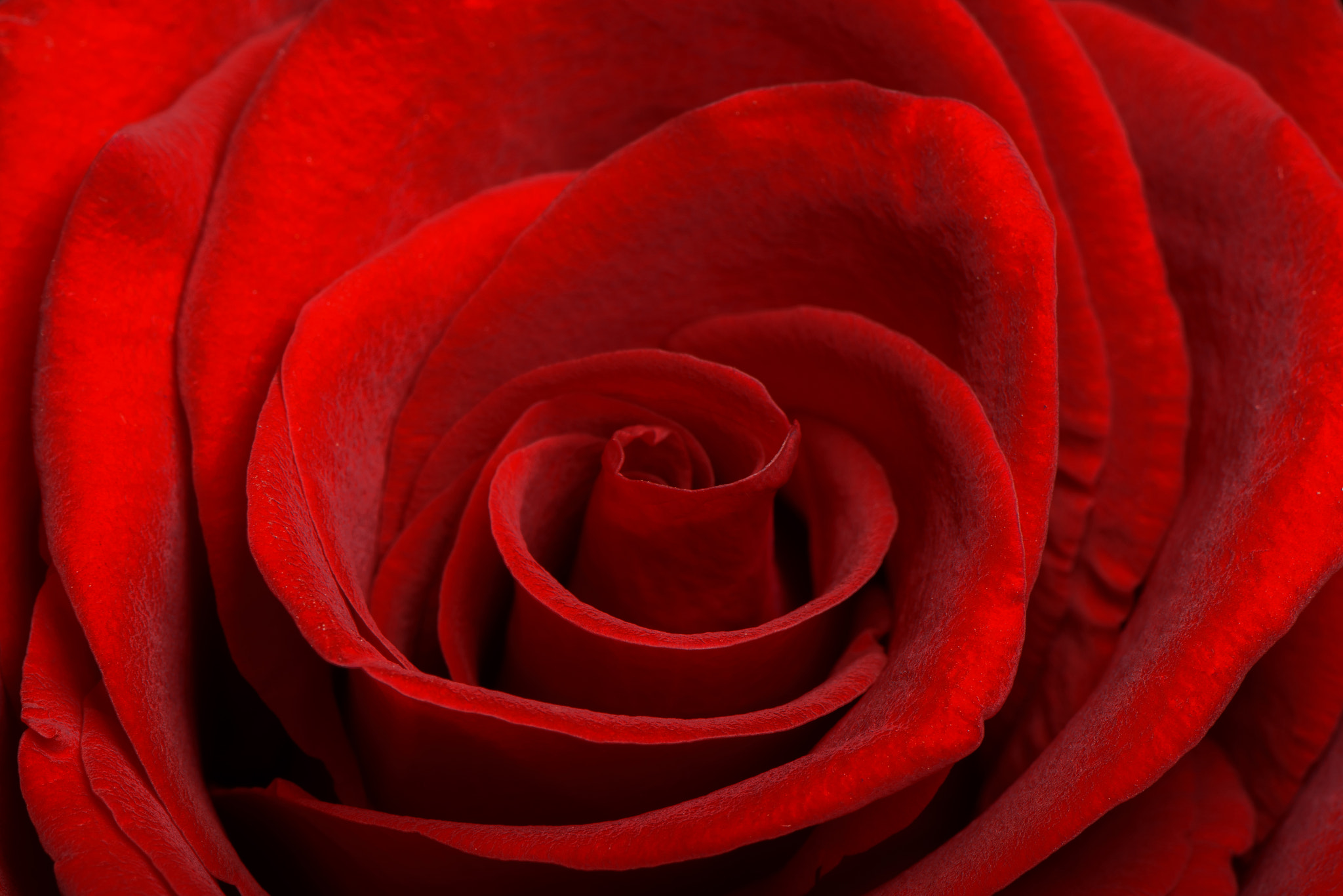 Symbol of eternal life. Beautiful red rose close-up.