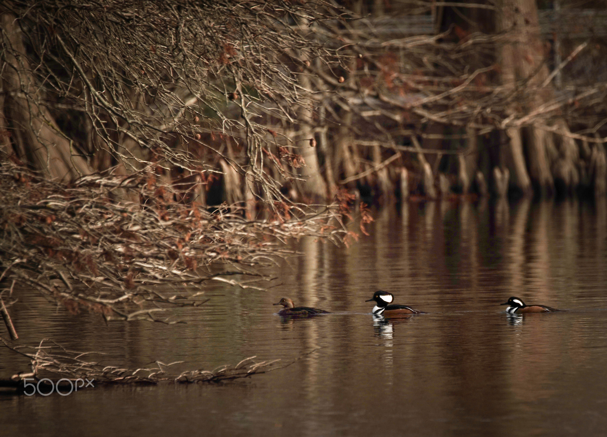 Wildlife in Stumpy Lake Natural Area