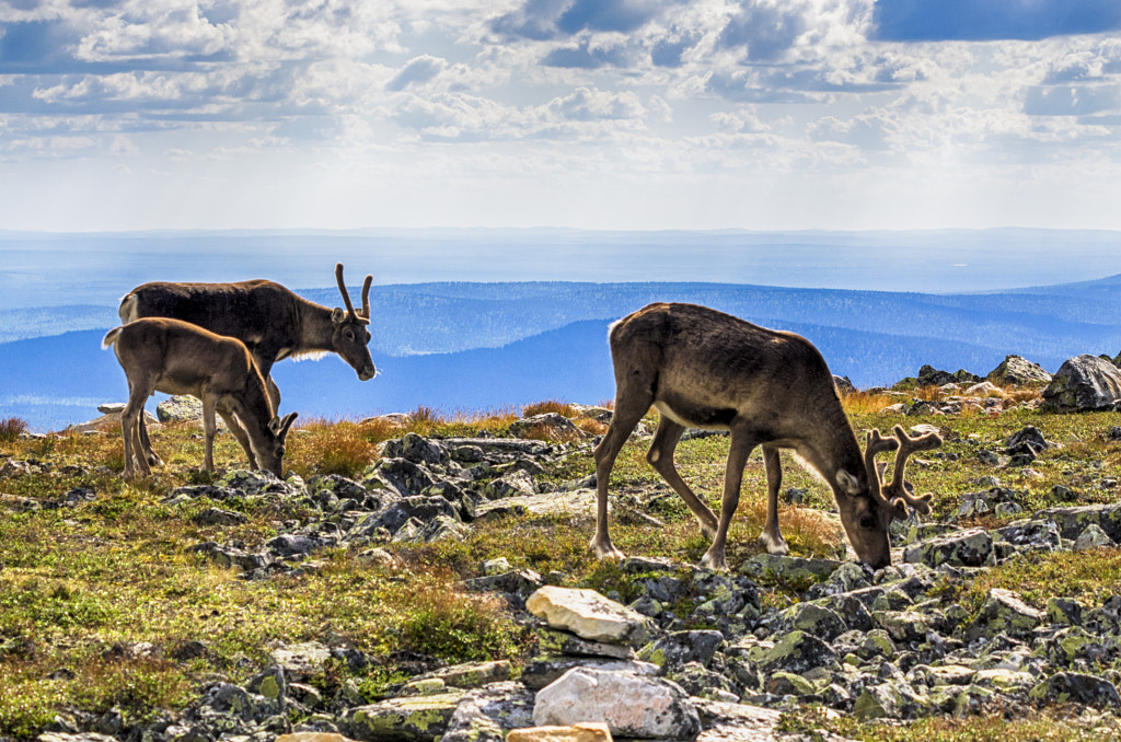 Rudolf and friends by Markus Kauppinen on 500px.com