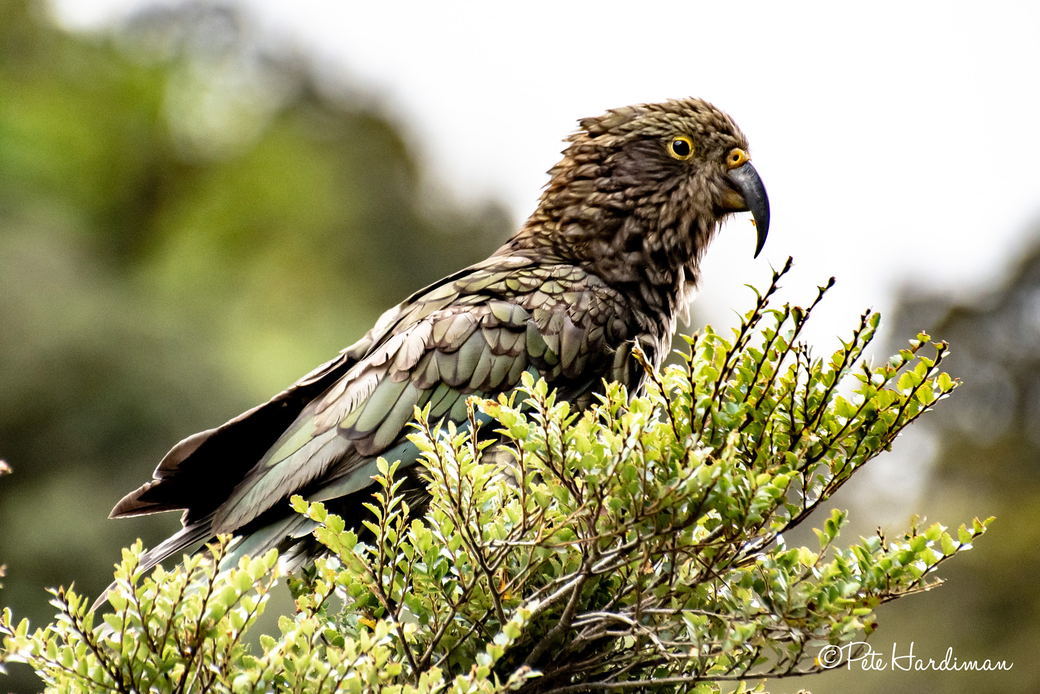 New Zealand's Iconic Kea