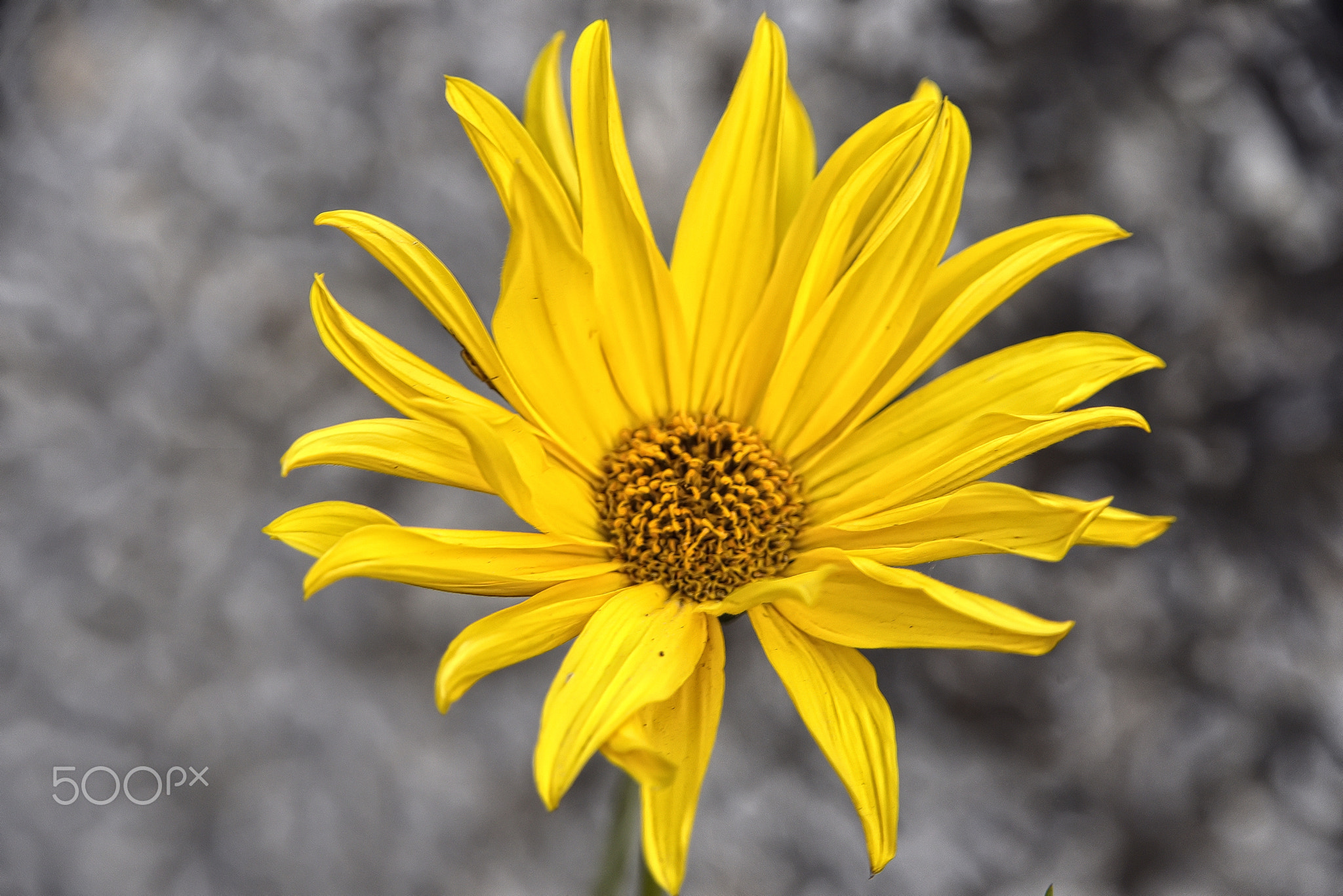 Helianthus tuberosus