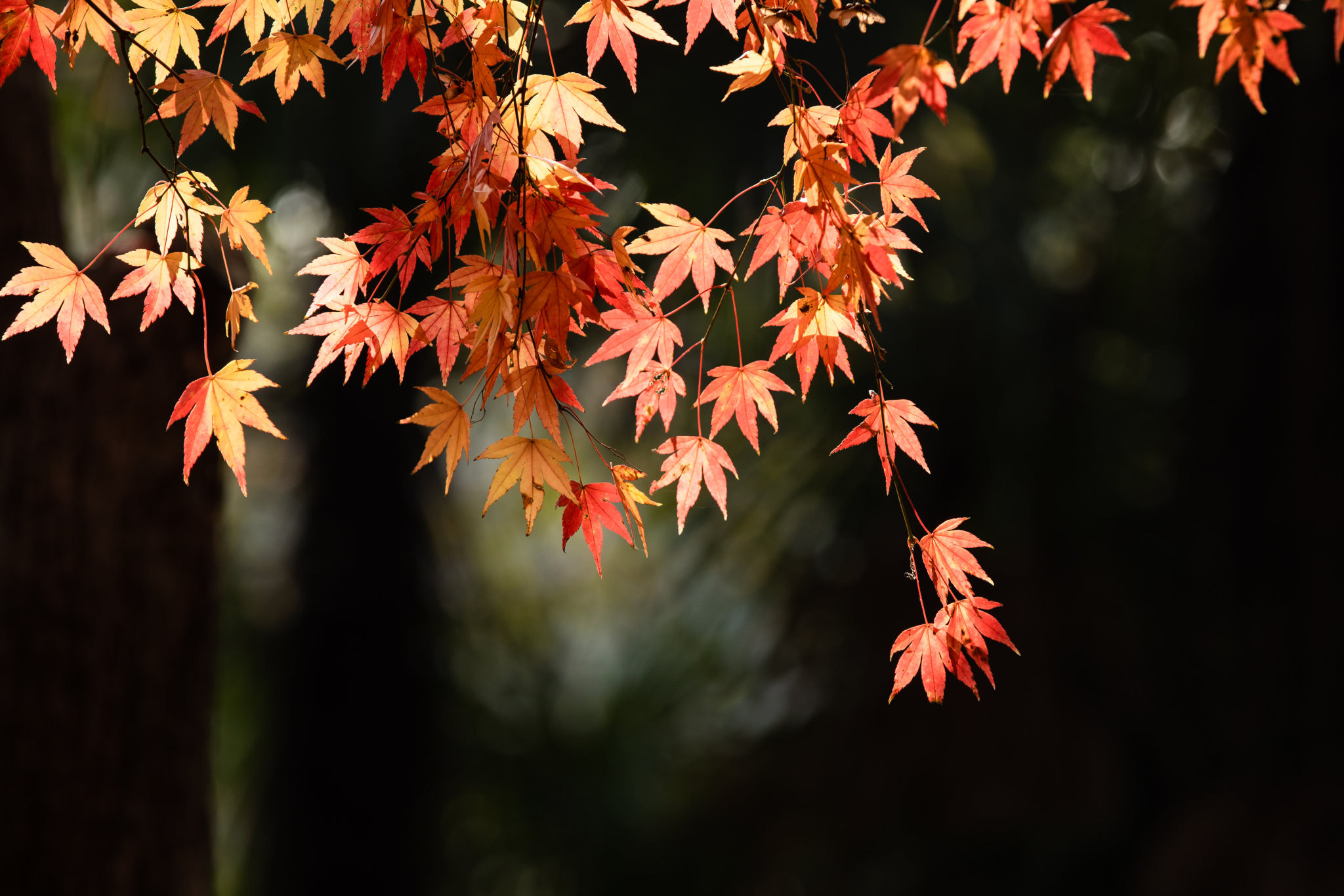 君见踪影 Vcg 5d49d8bdb4a8aa6a39e0766f0bab Profile 500px