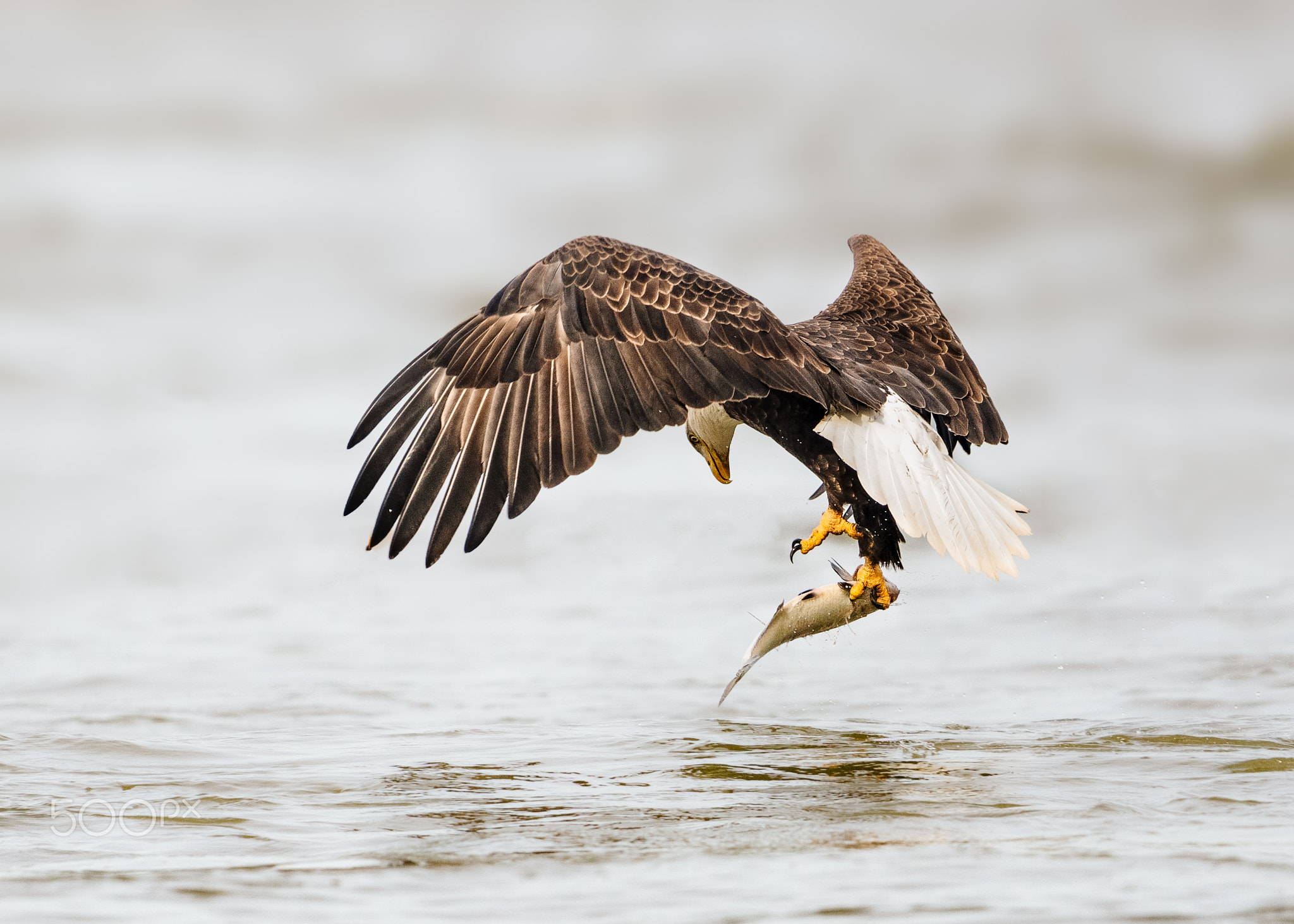 Checking the catch