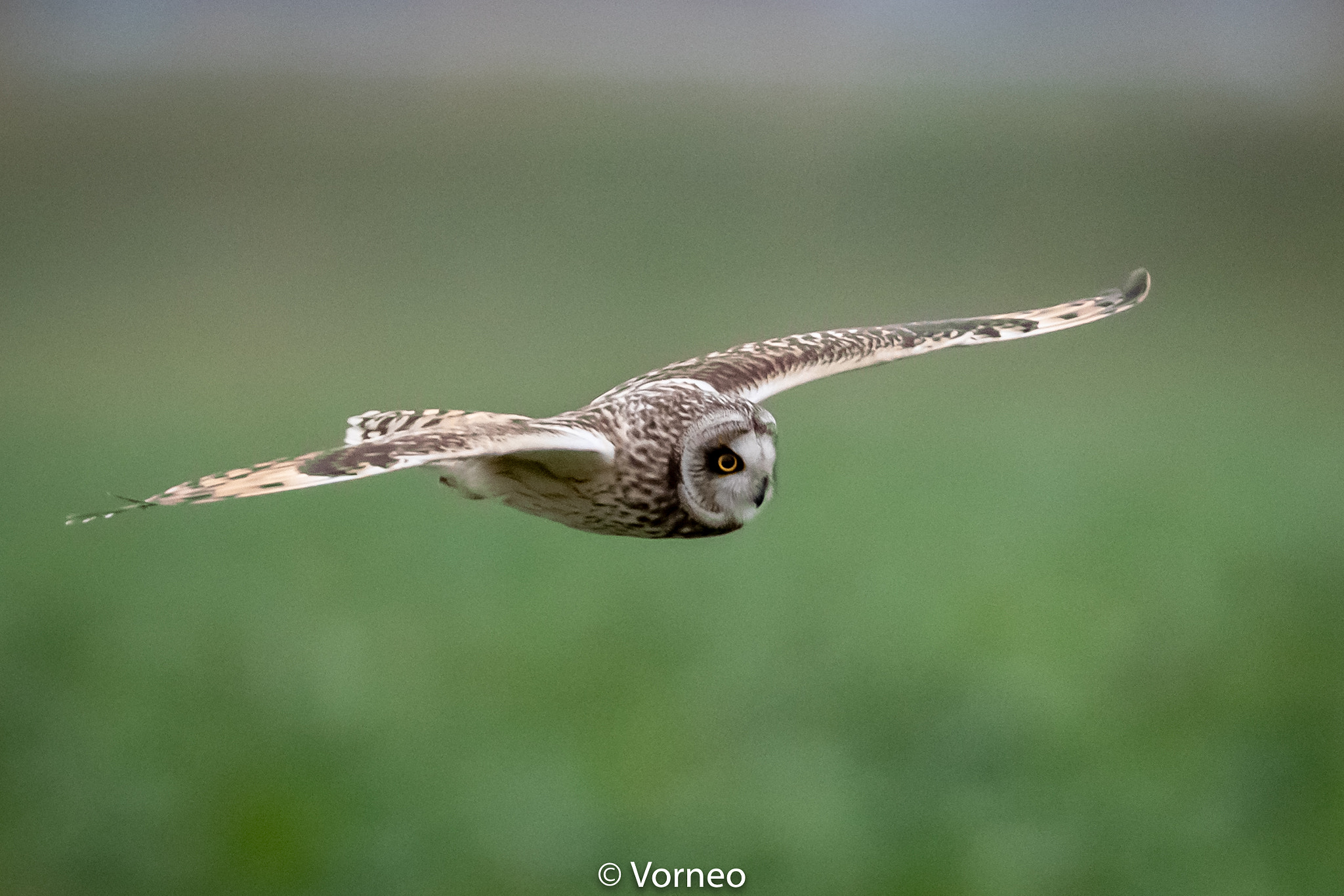 ShortEaredOwl-0032.jpg