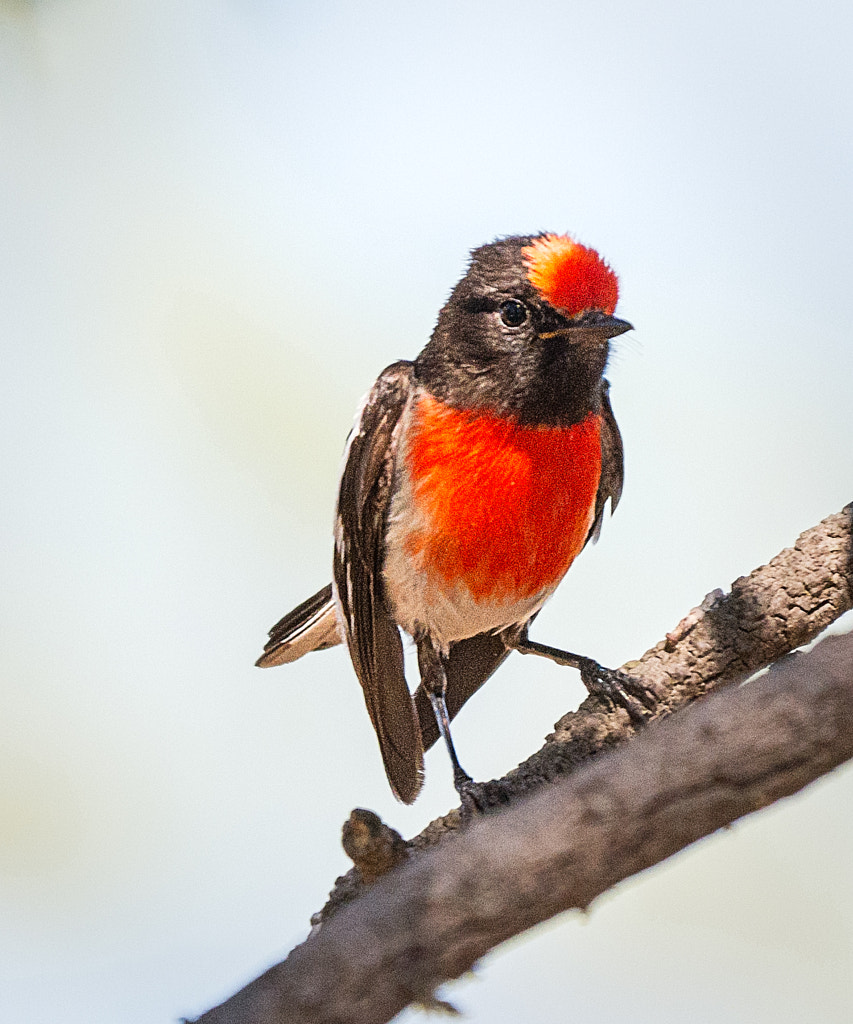 Red-capped Robin by Paul Amyes on 500px.com