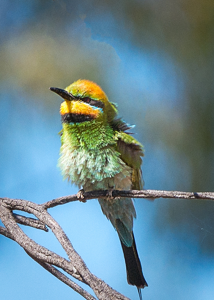 Rainbow Bee-eaters by Paul Amyes on 500px.com
