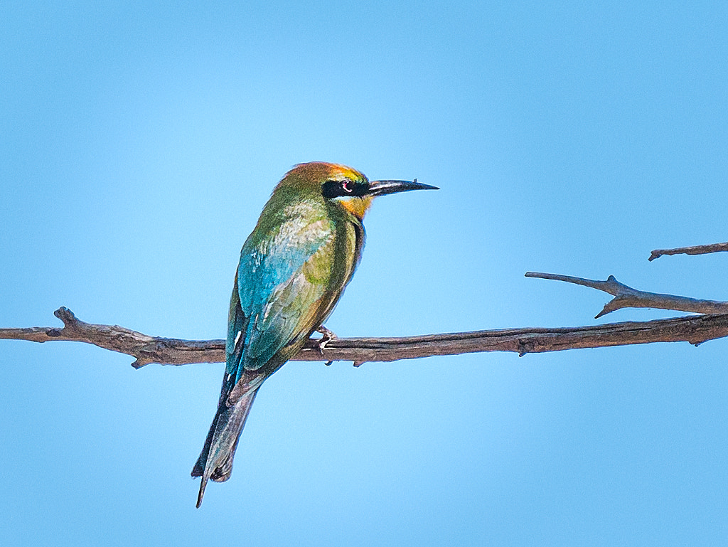 Rainbow Bee-eaters by Paul Amyes on 500px.com