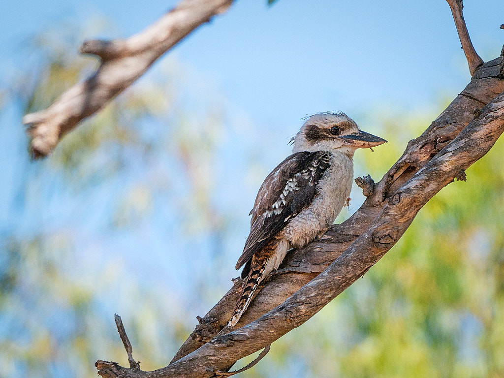 Laughing Kookaburra by Paul Amyes on 500px.com