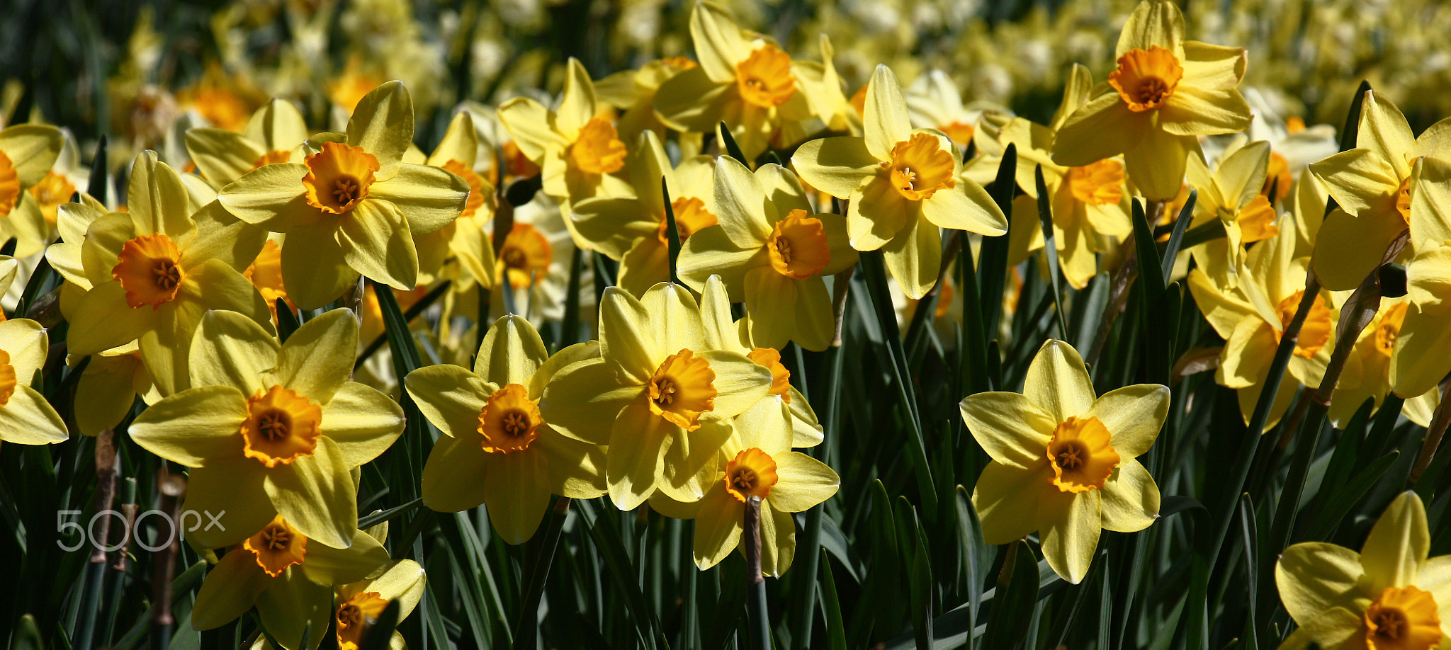Panorama with narcissuses.