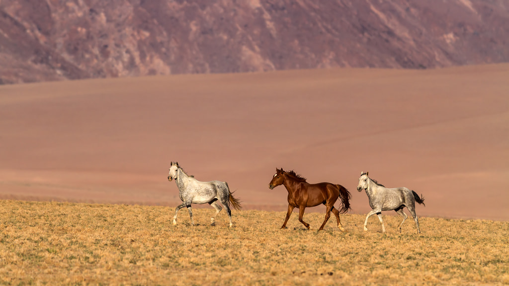 Namibian Horses by Michael Voss on 500px.com