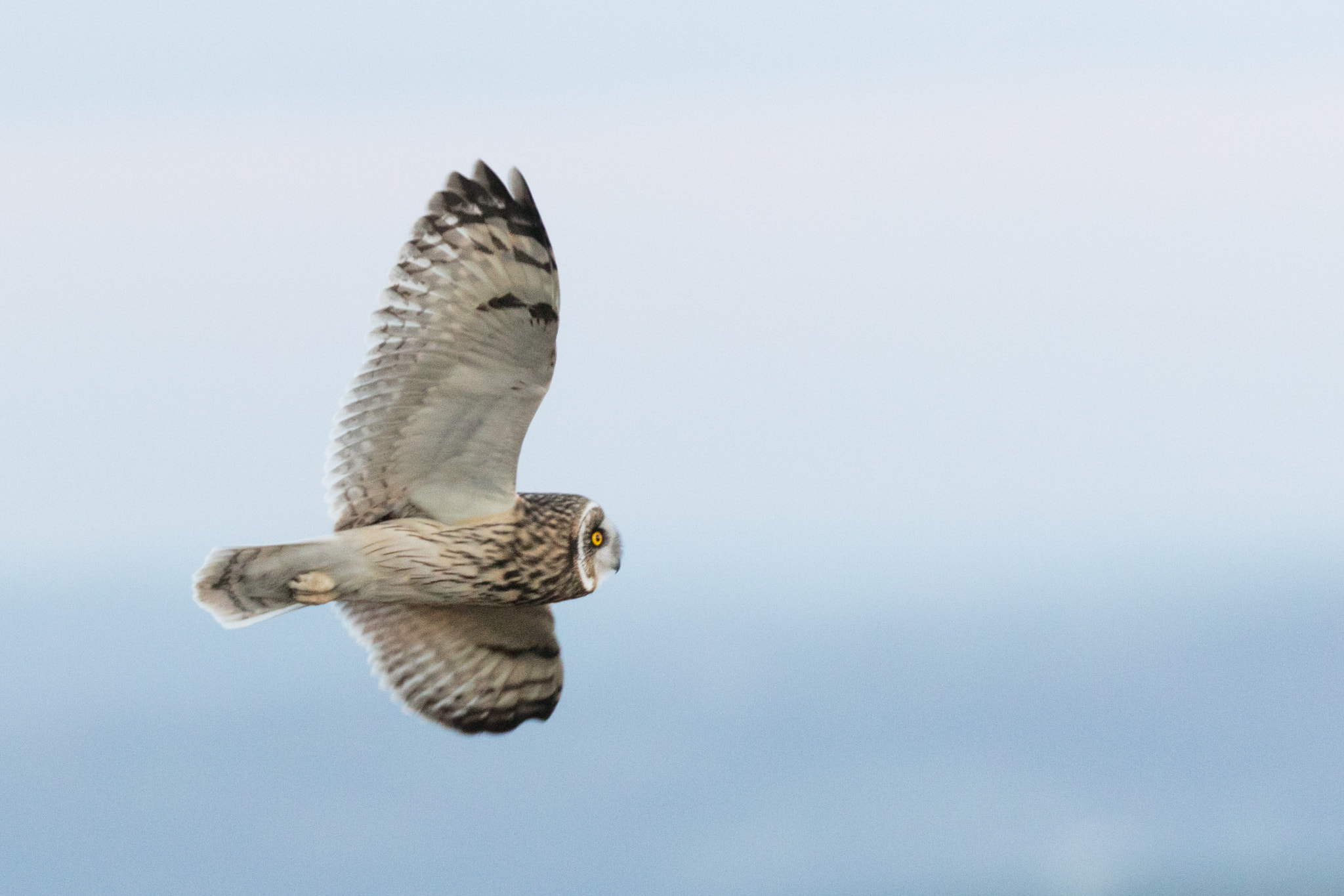 Short Eared Owl