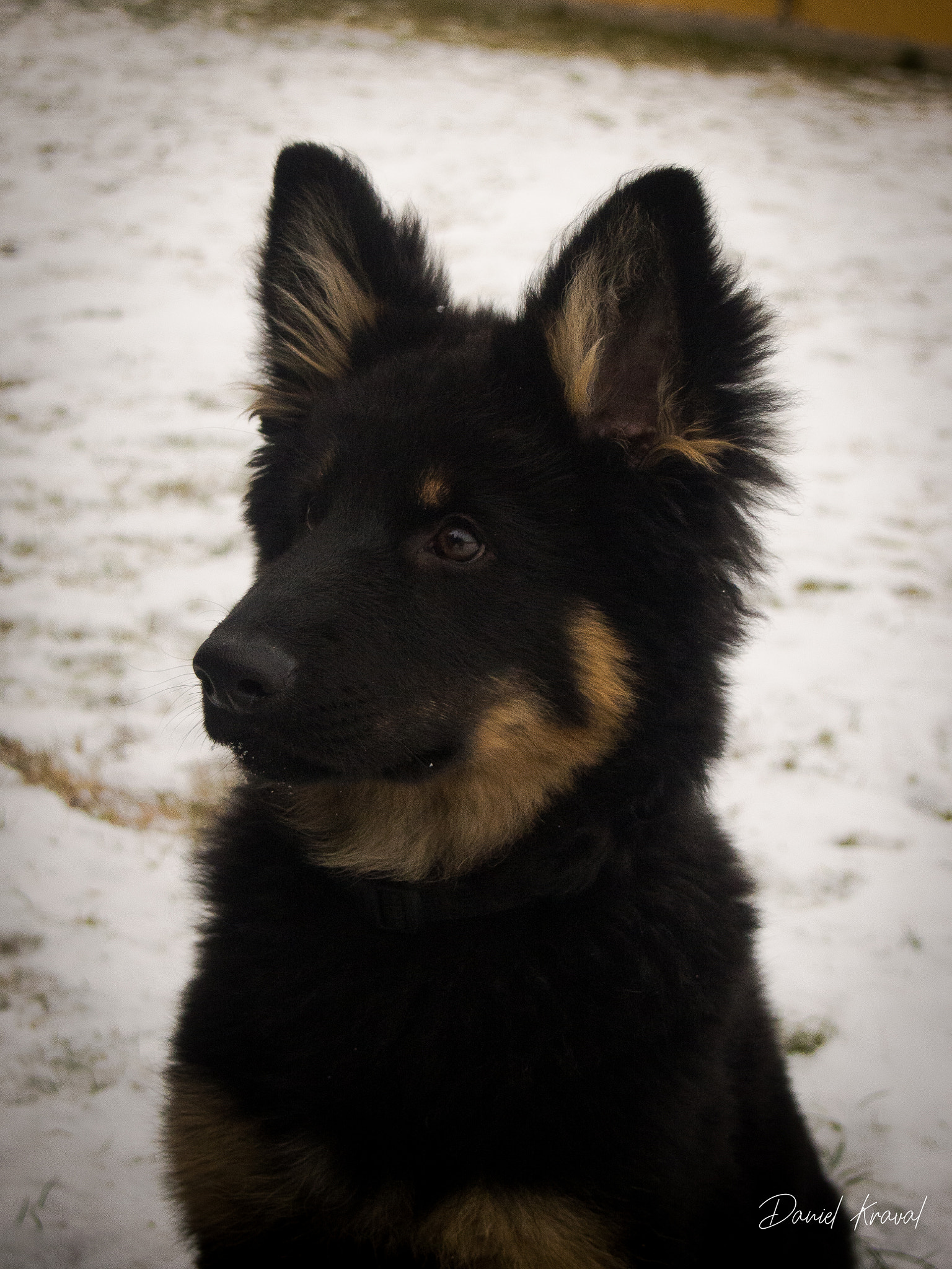 Bohemian Shepherd