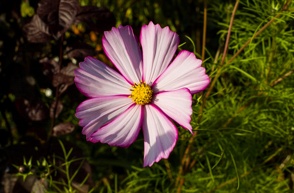 Nikon D1... not yet outdated by Dirk Bergling on 500px.com