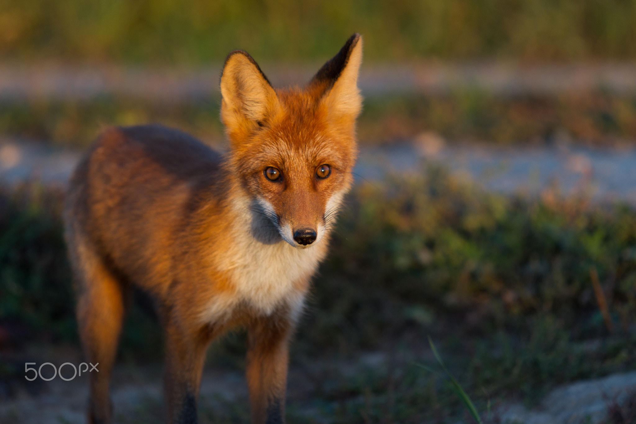 Cute young fox cub on the grass background. One. Evening light.