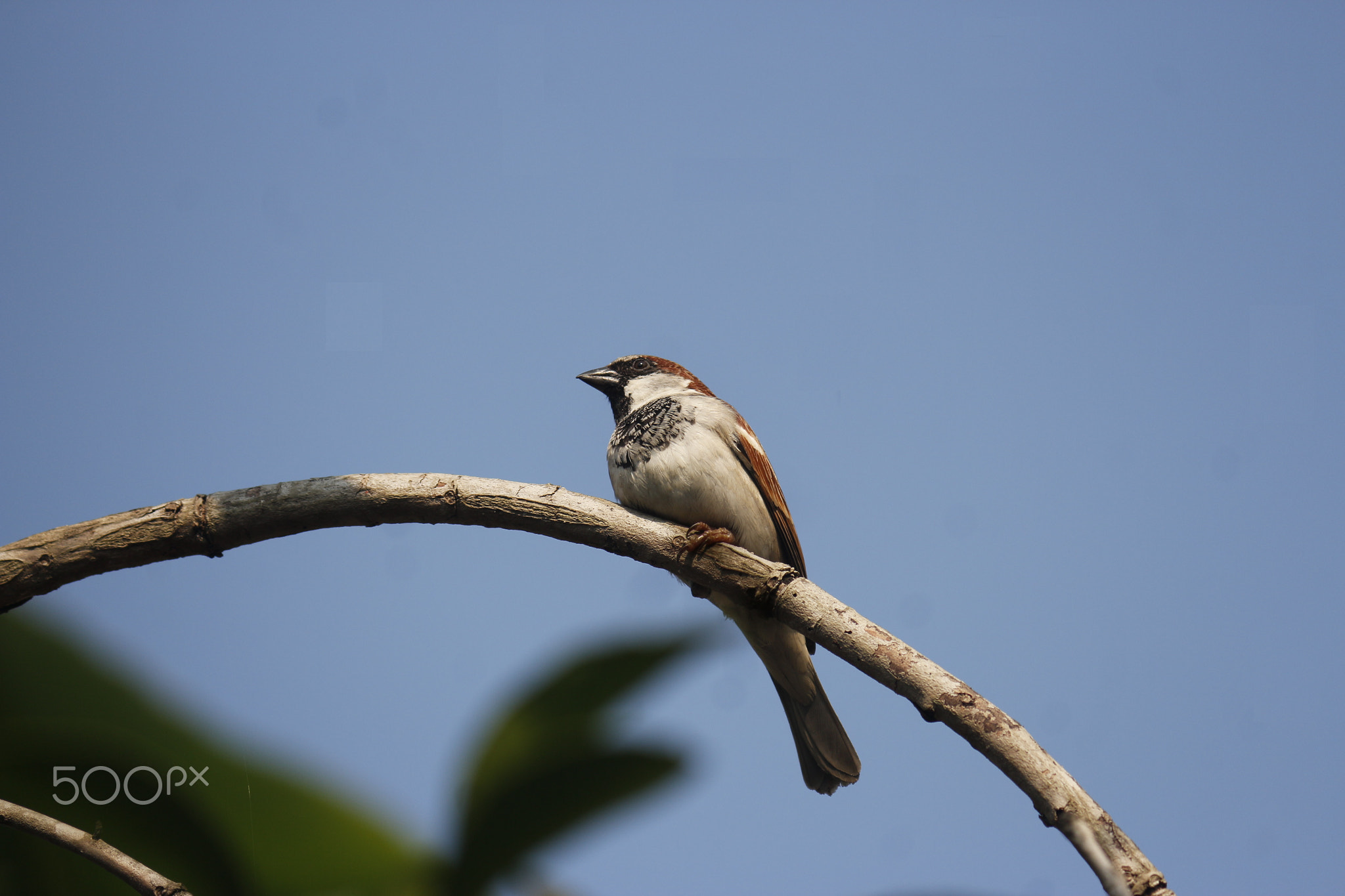 Sparrow on dry stick