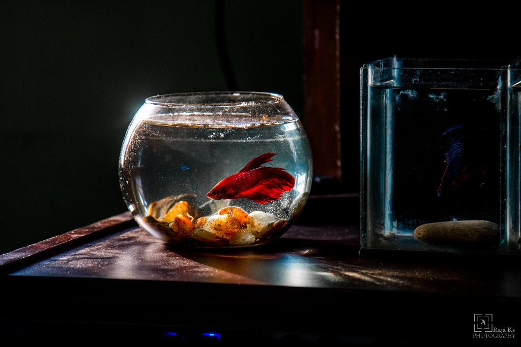 My Red Betta by R A J A .K S on 500px.com