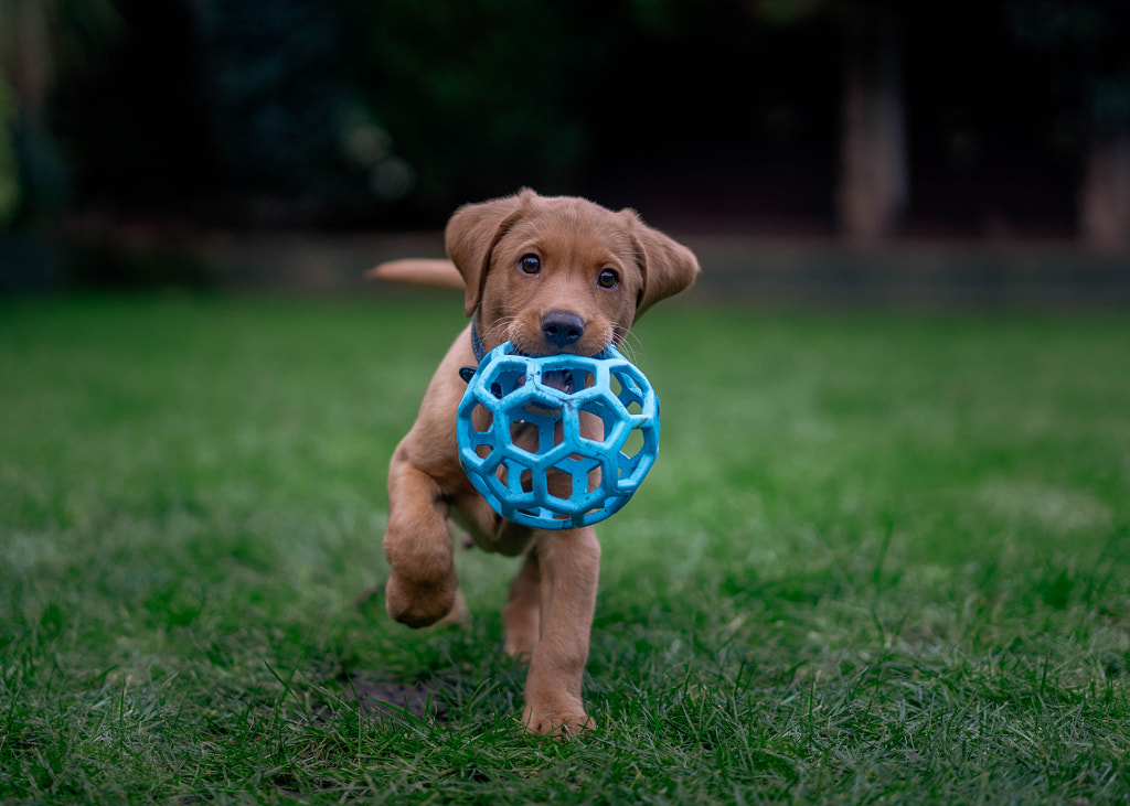 Monty by Mike Linnane on 500px.com