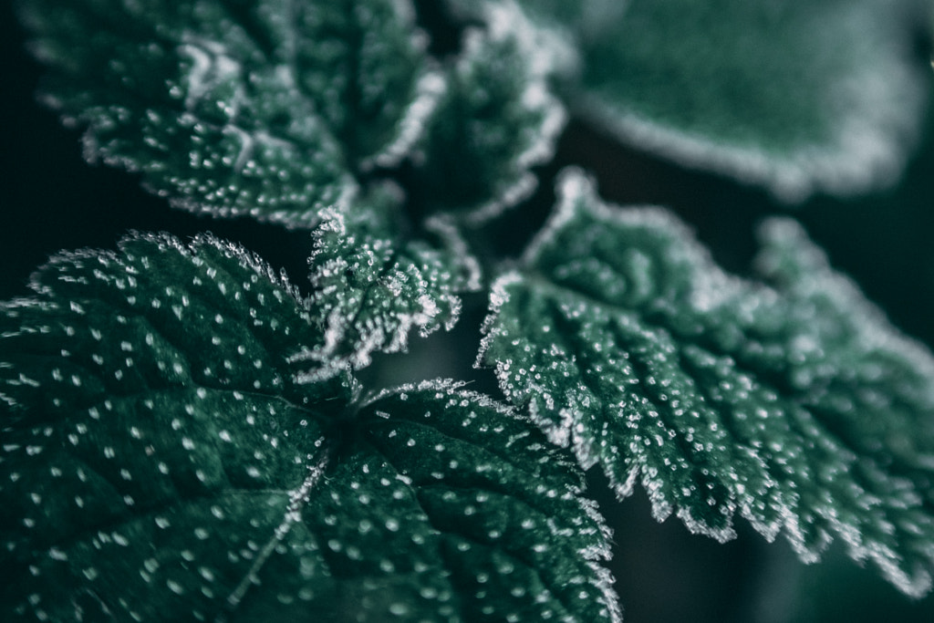 first snow. by alessandro fisco on 500px.com