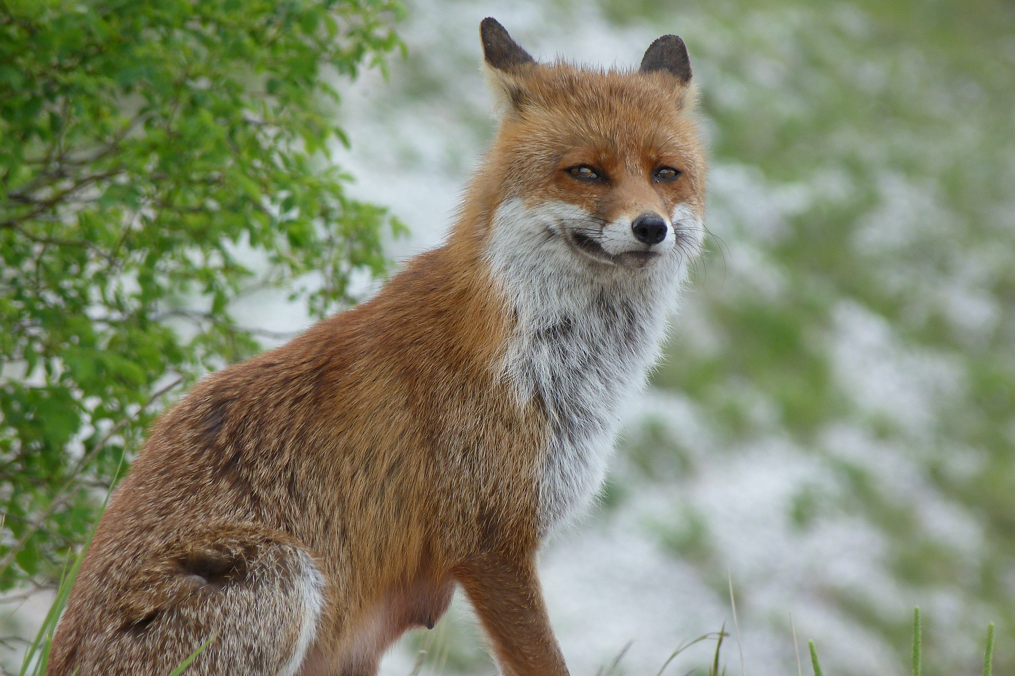sad fox by Aziz Almuhtasib Photo 2871274 / 500px