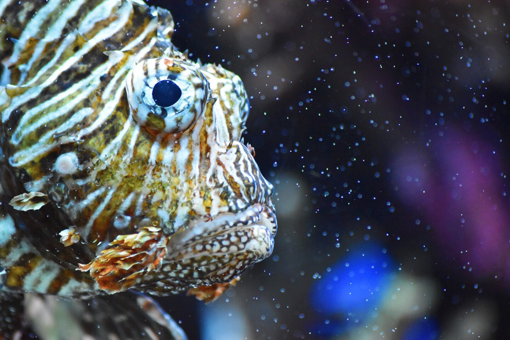 Le poisson lion 🦁 
