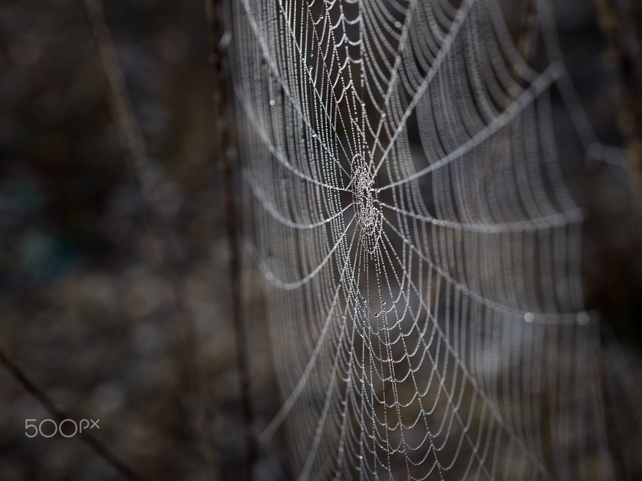Spiderweb
