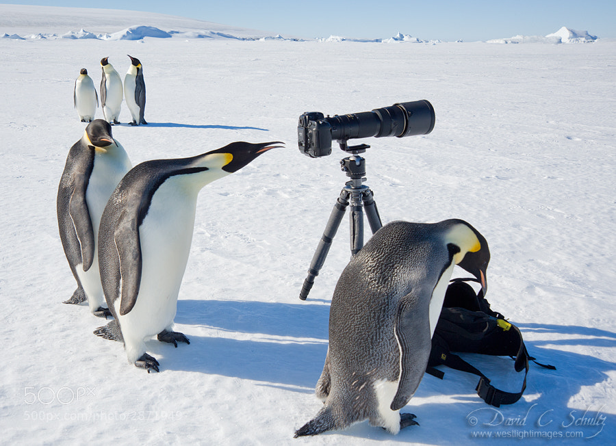 This is for real, not Photoshopped...and yes my camera gear was insured! :-) A group of Emperor Penguins came along and started to check out my gear on the ice in Antarctica. 
