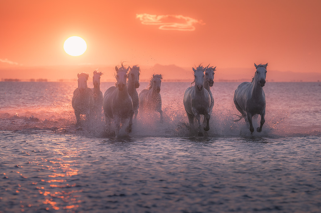 Thundering White Beauties by Iurie Belegurschi on 500px.com