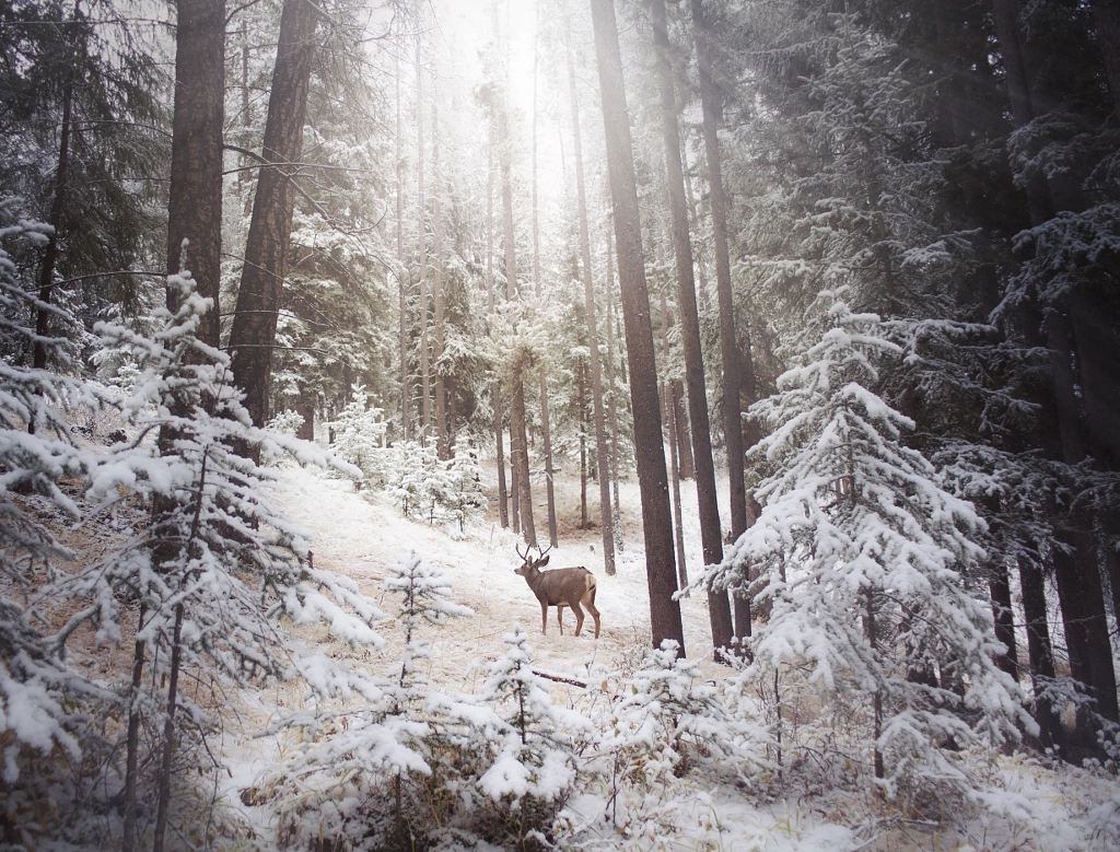 Winter Wonderland In Banff, Alberta by Elnaz Mansouri on 500px.com