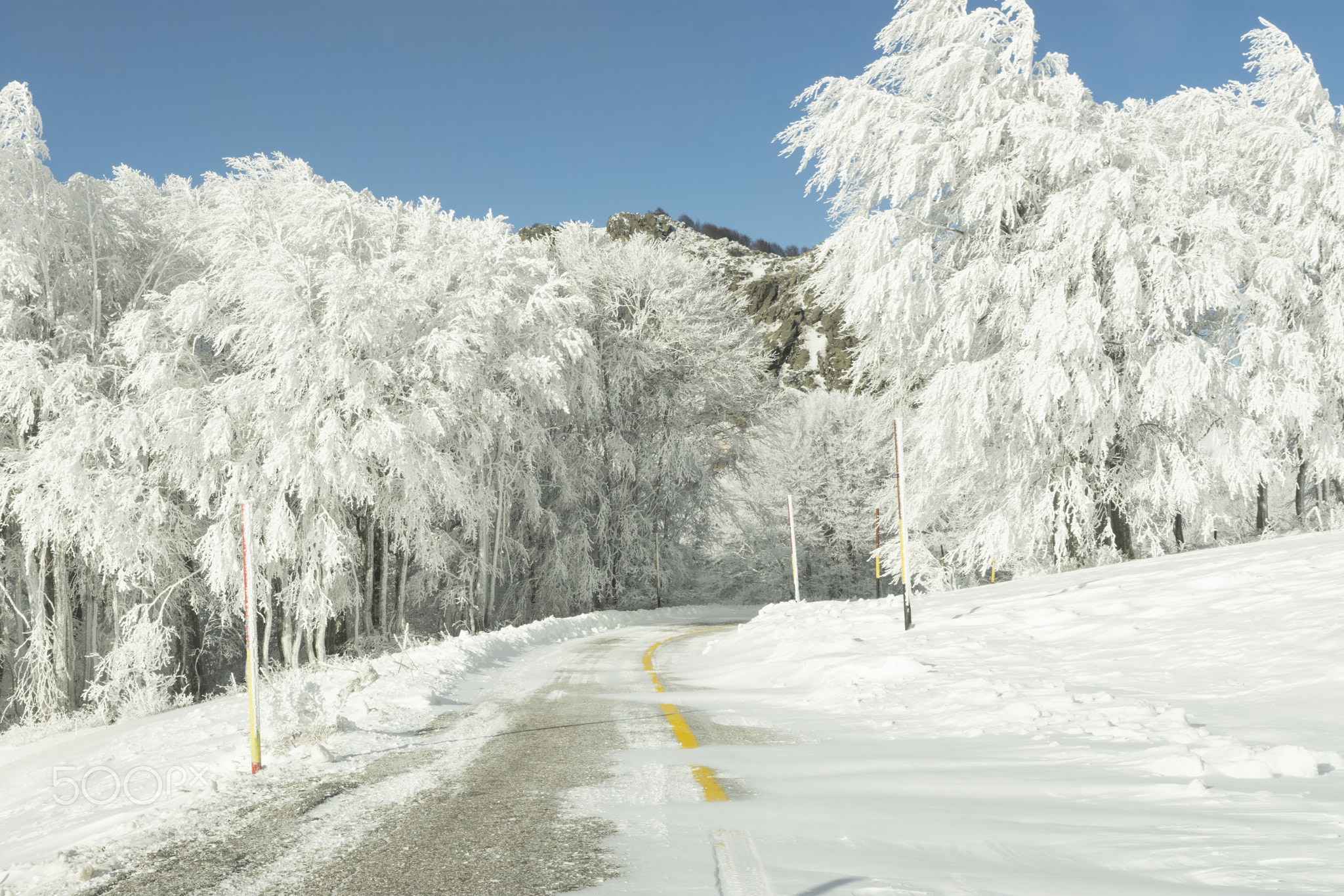 White trees