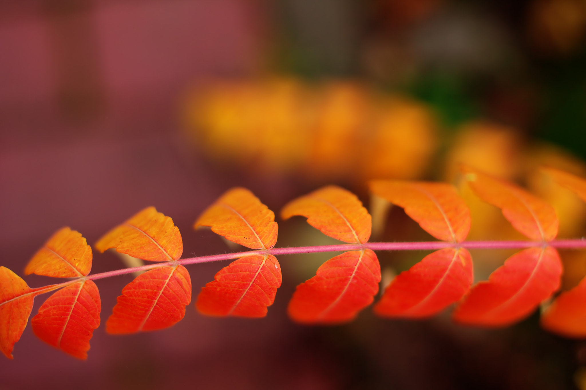 Colorful Leaves in Winter
