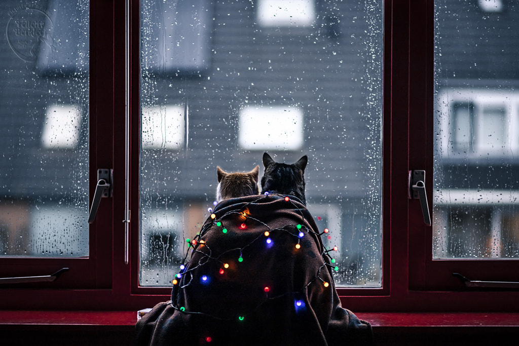 Light Up by Felicity Berkleef on 500px.com