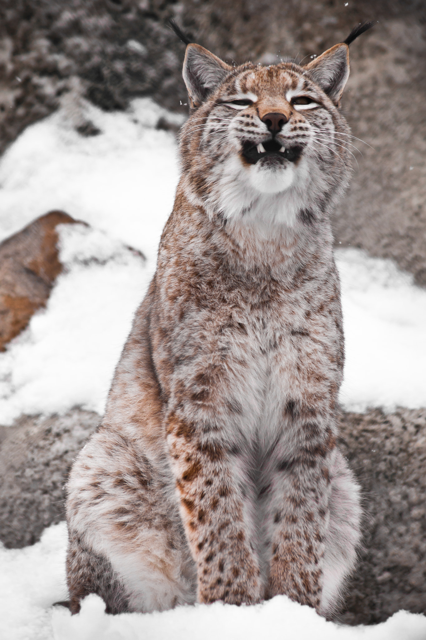 A seated lynx opens a wide mouth.