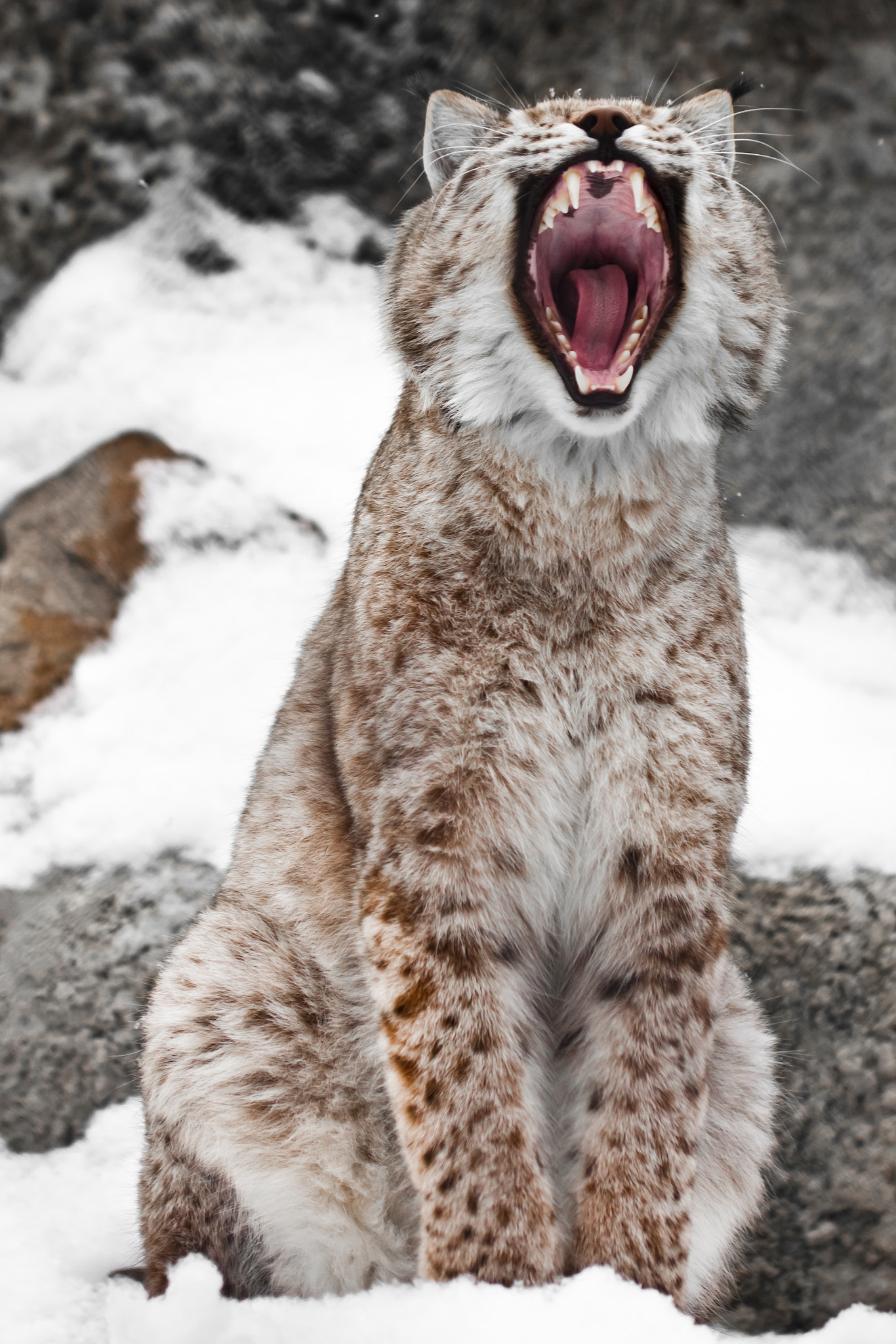 A seated lynx opens a wide mouth.