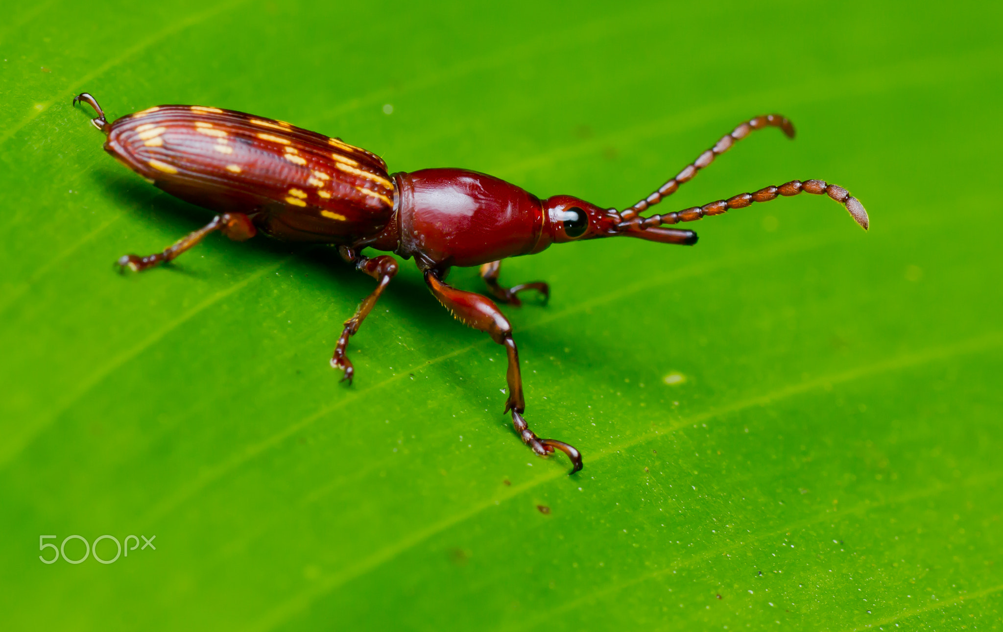 Red Beetle on Green Leaf - Arrhenodes sp.