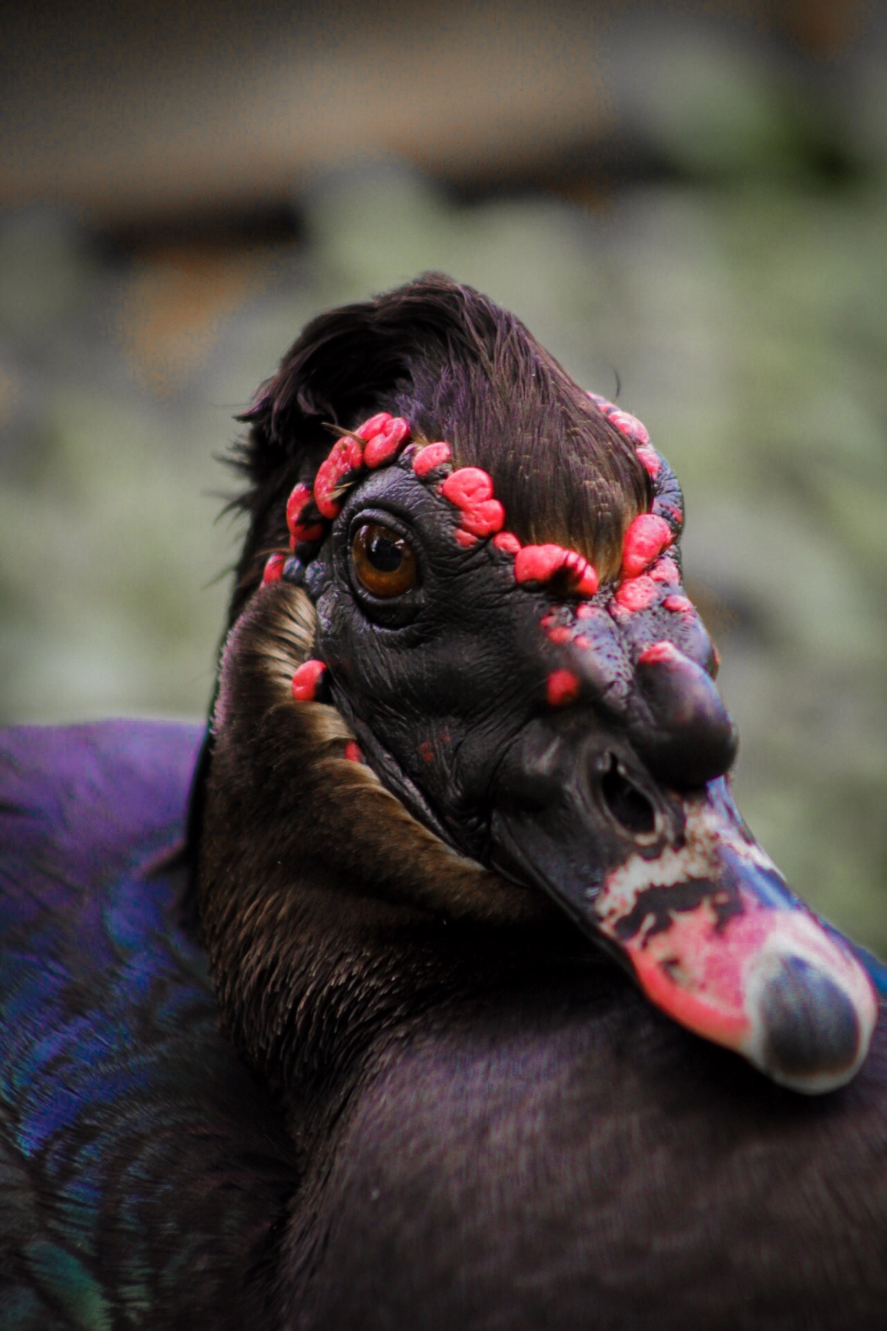 Interesting duck