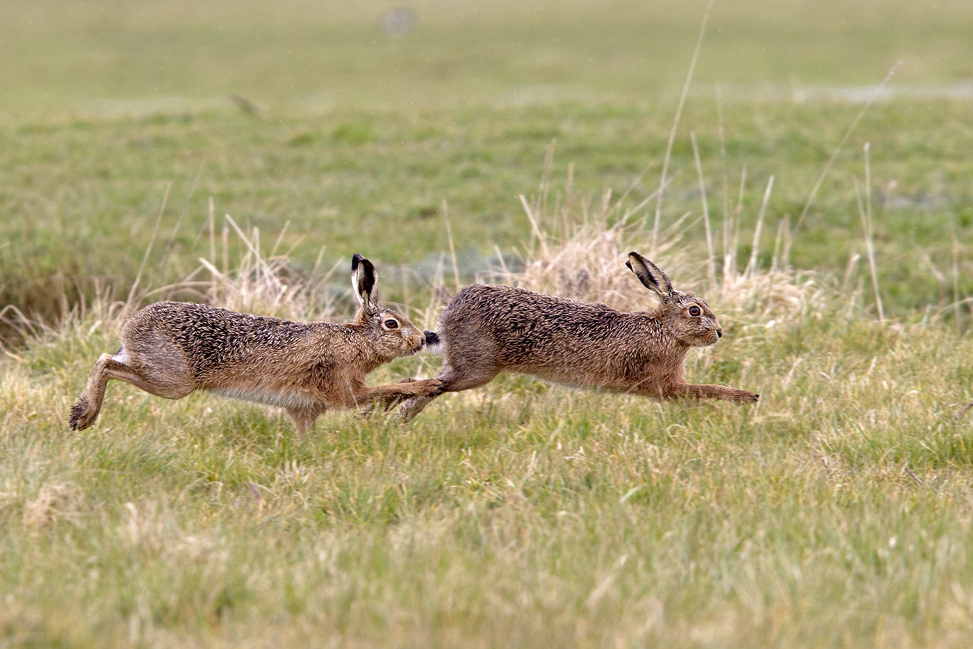 Male brown hare chasing female