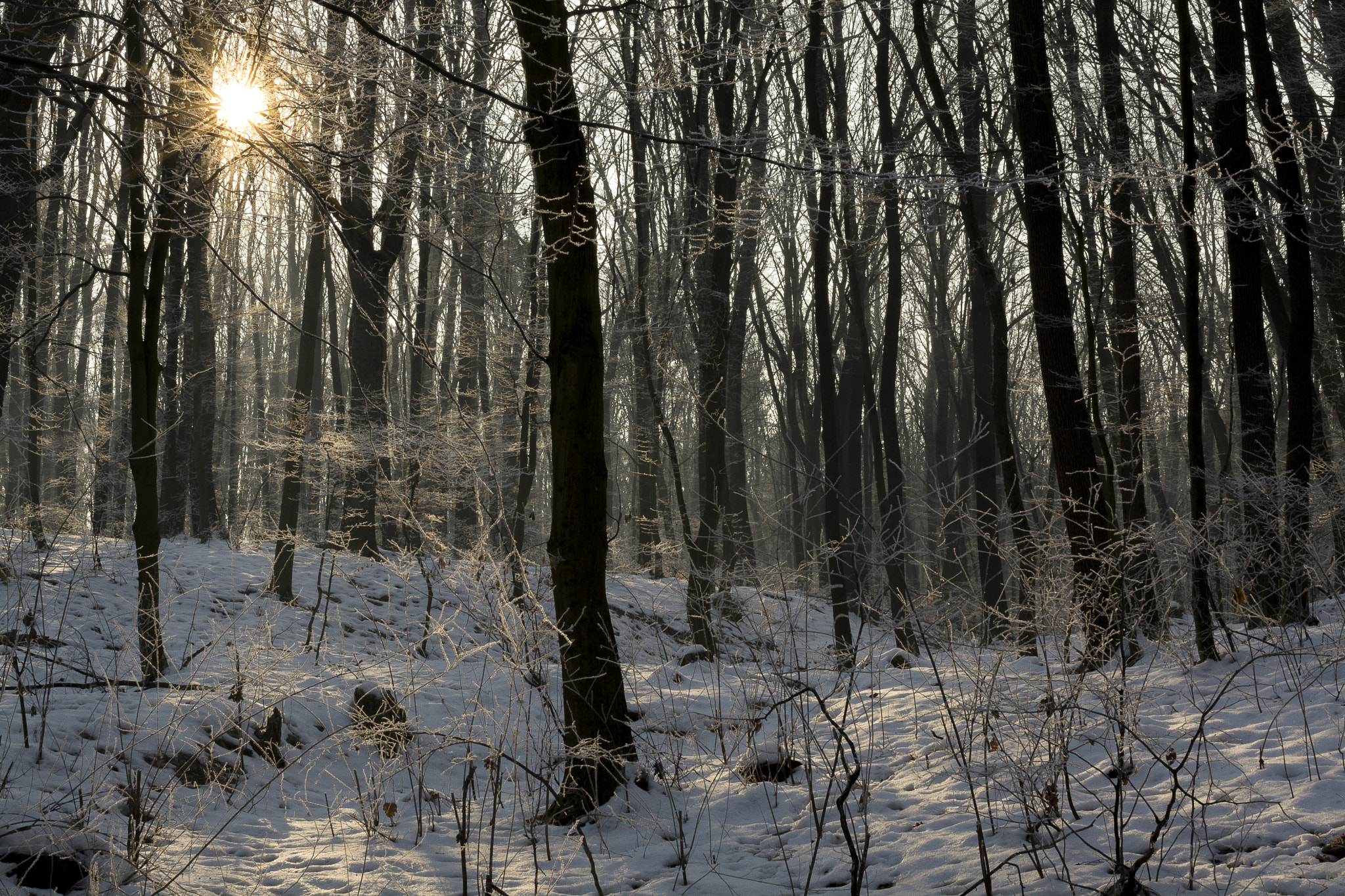 Winter Forrest vol. II