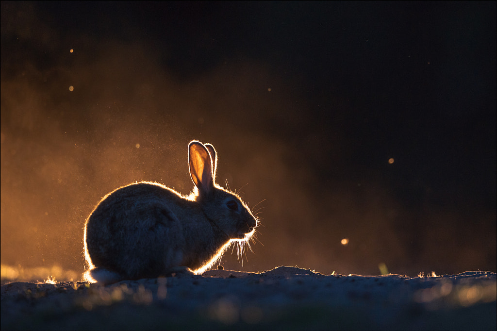 tavşan, Georg Scharf tarafından 500px.com'da