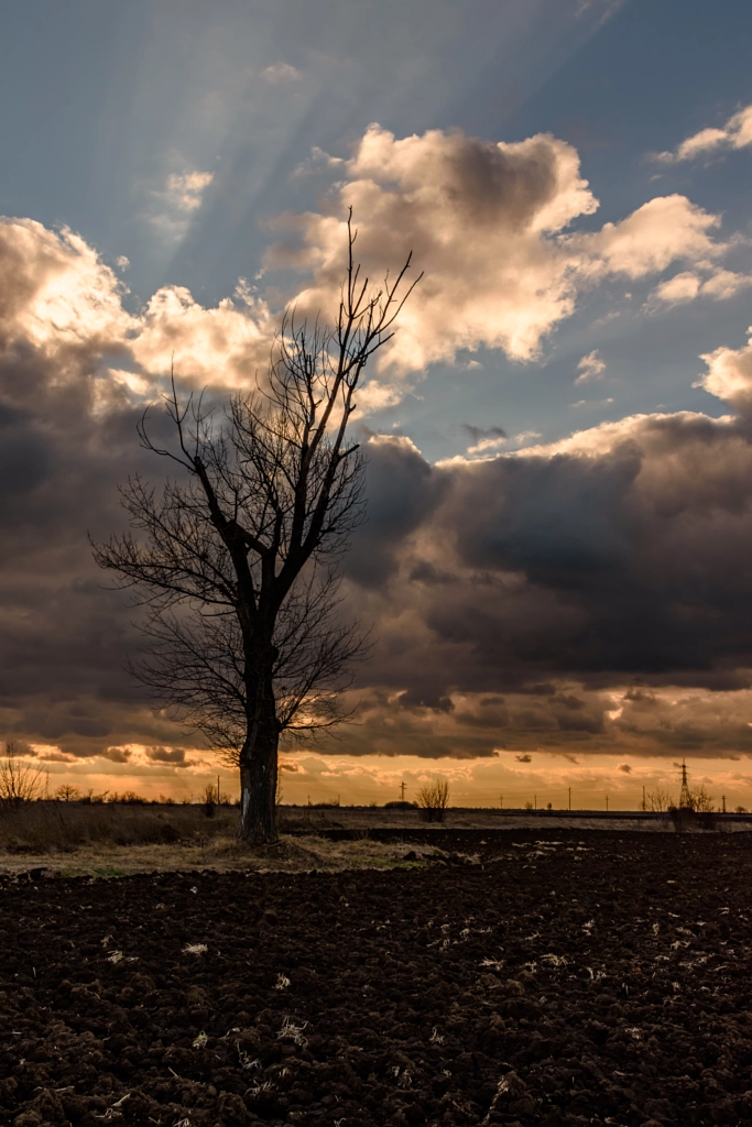 The old tree at sunset by Milen Mladenov on 500px.com