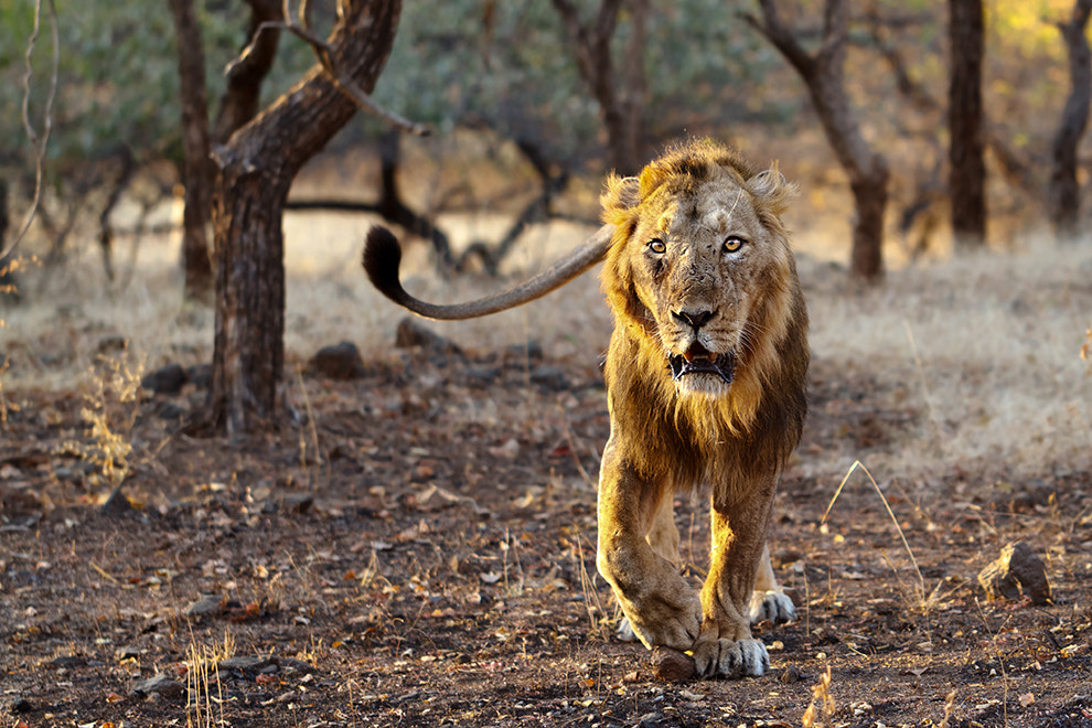 King of the Jungle...