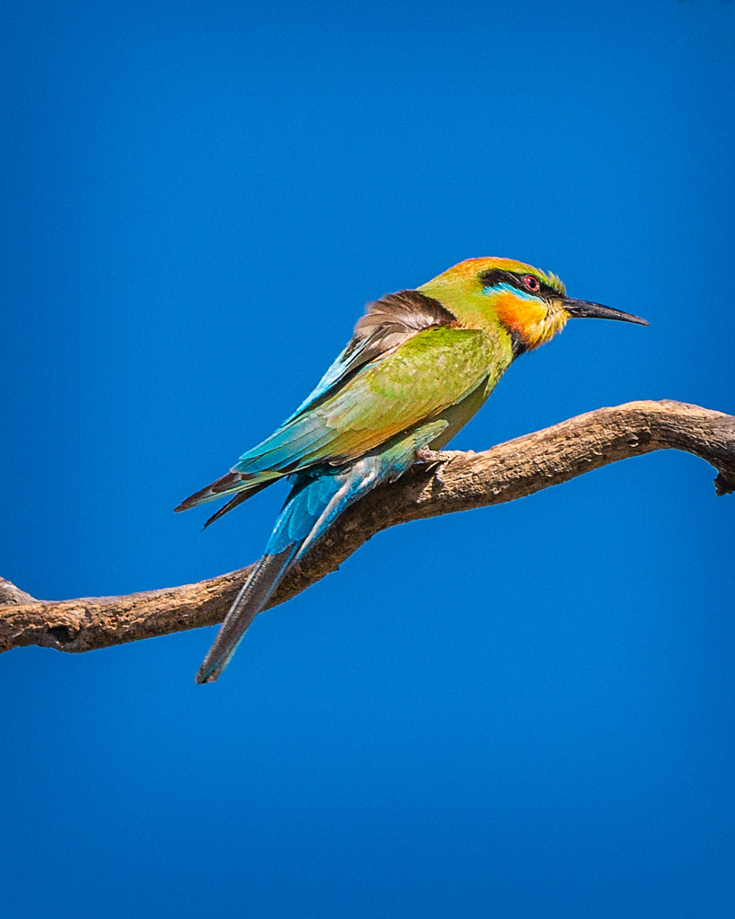 Rainbow Bee-eaters by Paul Amyes on 500px.com