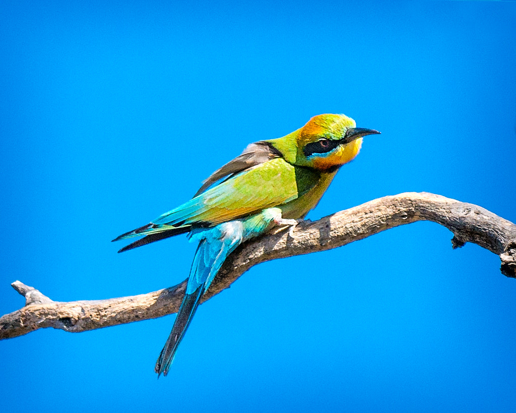 Rainbow Bee-eaters by Paul Amyes on 500px.com