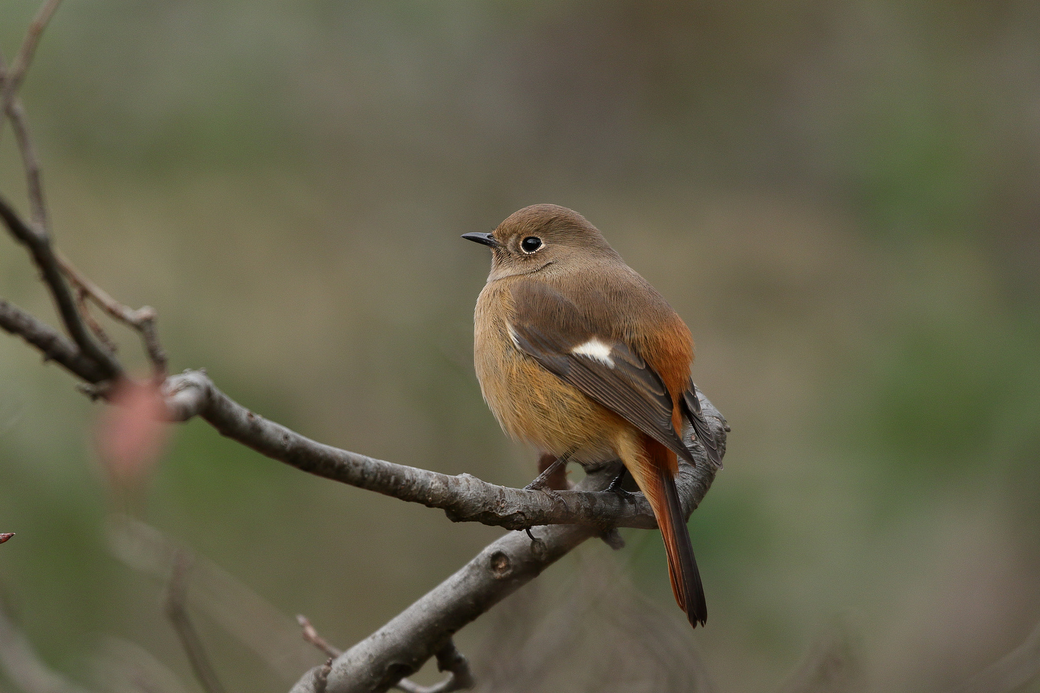 orange tailed tiny bird 3893