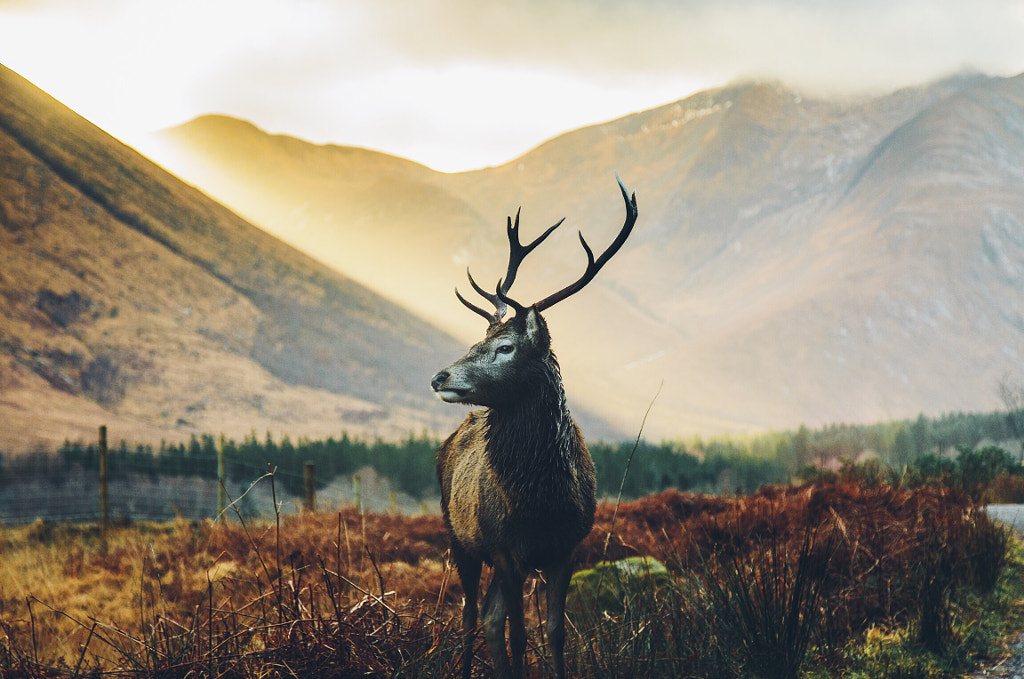 Golden Stag by Daniel Casson on 500px.com