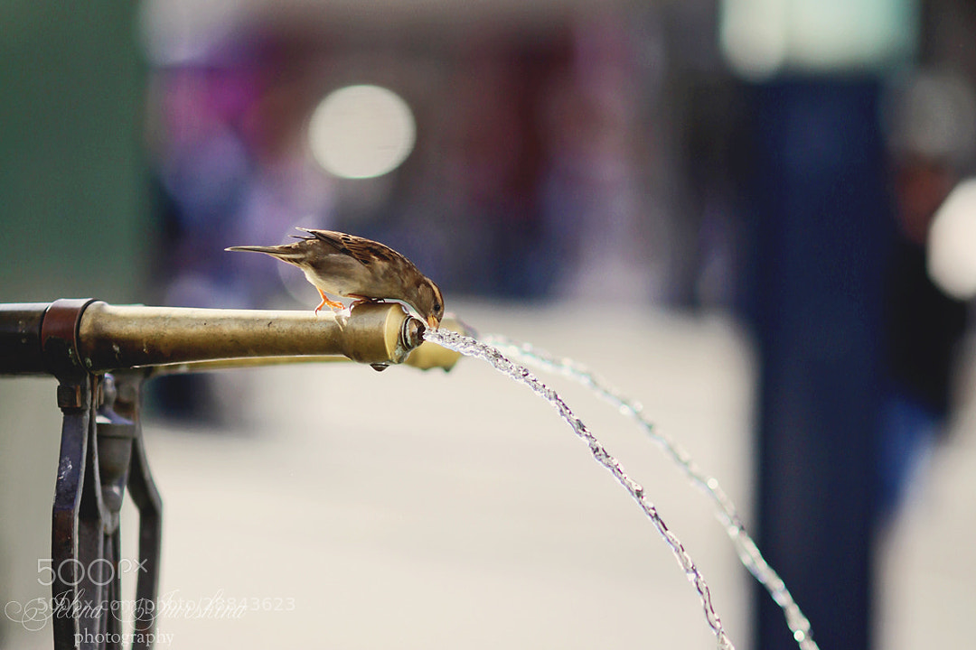 Thirst by Jelena Jurshina