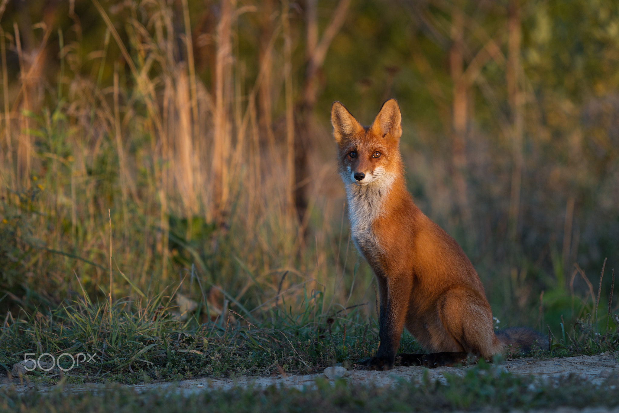 Cute young fox cub on the grass background. One. Evening light.
