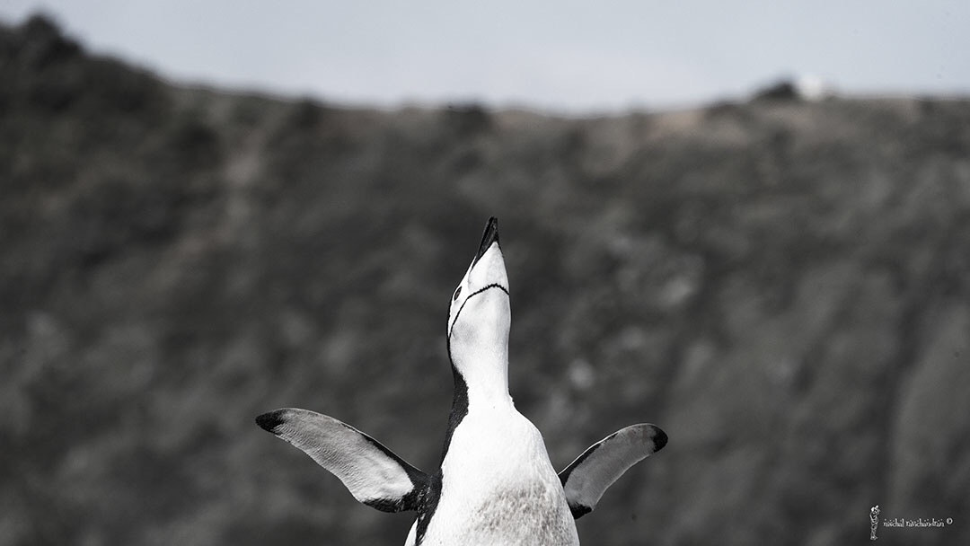 Antarctica chinstrap Penguins