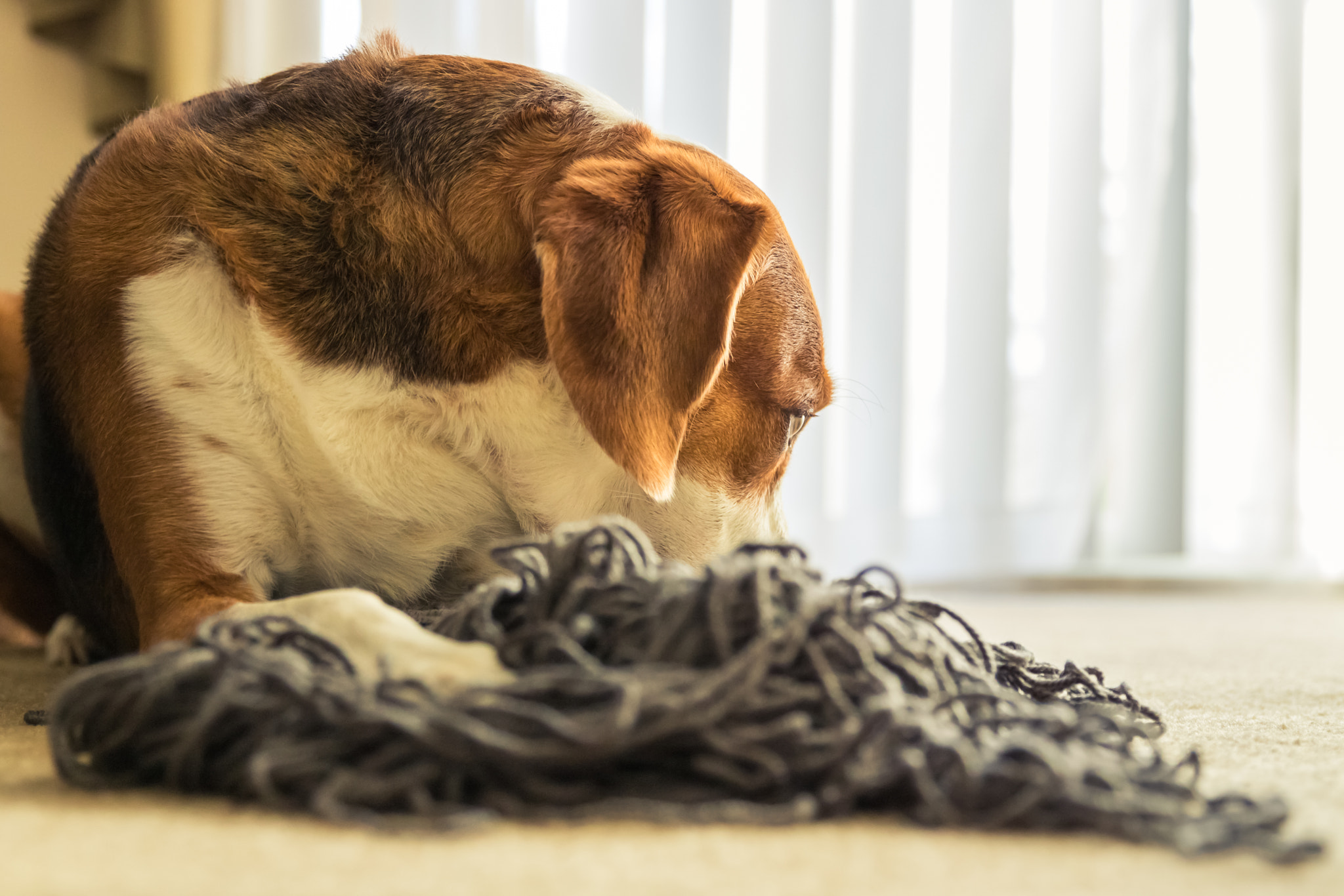 A Beagle dog laying down in a mess of tangled yarn.  Beagle dog