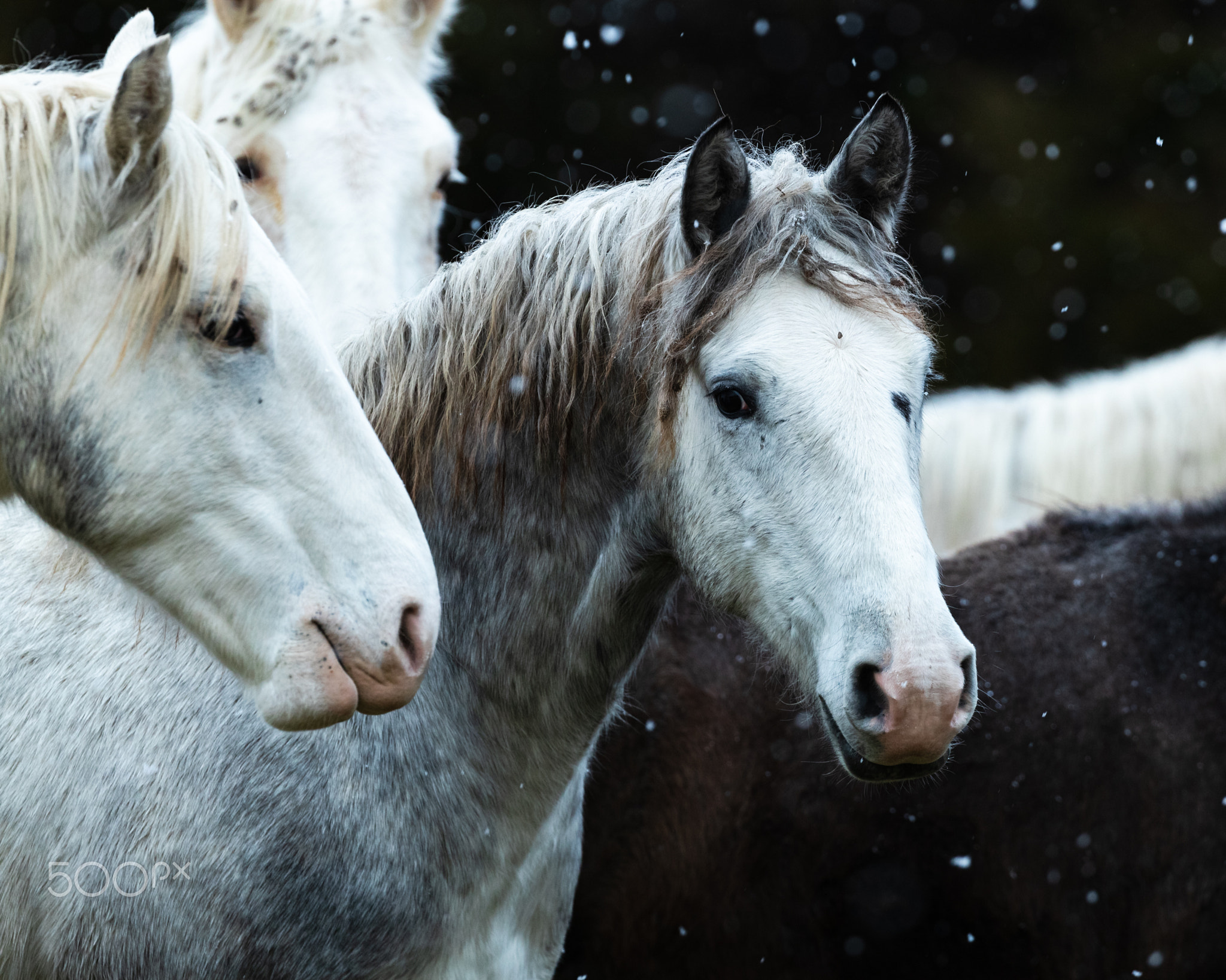 Snowy Wild Horses